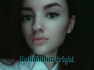 Helianthus_Bright